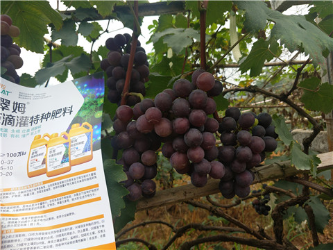 磷酸二氢钾,葡萄,翠姆,拉姆拉,特种肥料