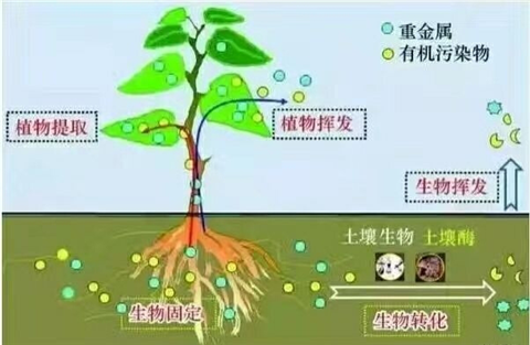 微生物菌剂,拉姆拉,翠姆