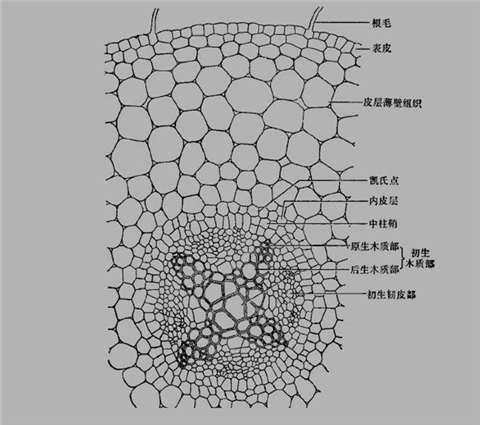 三七黄芽柞水,拉姆拉