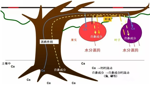 三七黄芽柞水,拉姆拉