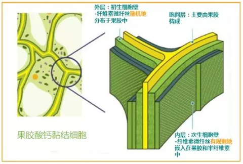 三七黄芽柞水,拉姆拉