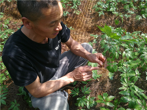 微生物菌剂，翠姆，拉姆拉