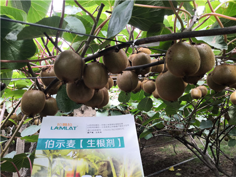 微生物菌剂，生根剂，伯示麦，拉姆拉