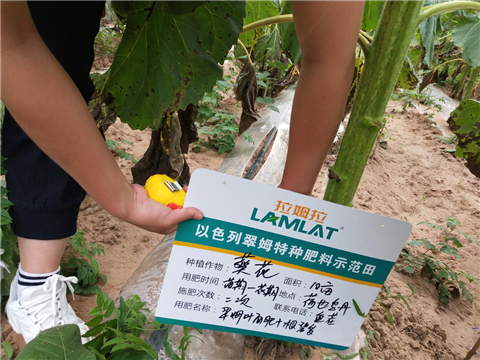 土壤重茬,拉姆拉,微生物菌剂