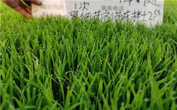 磷酸二氢钾,拉姆拉,翠姆