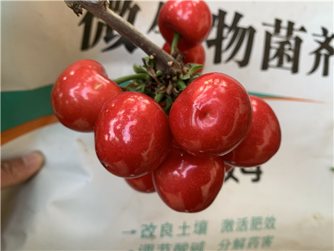 水溶肥，拉姆拉，翠姆