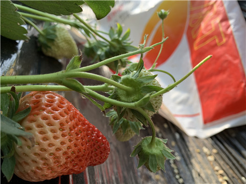 草莓施肥管理，拉姆拉，翠姆