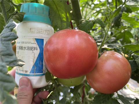 水溶肥品牌,翠姆,番茄种植