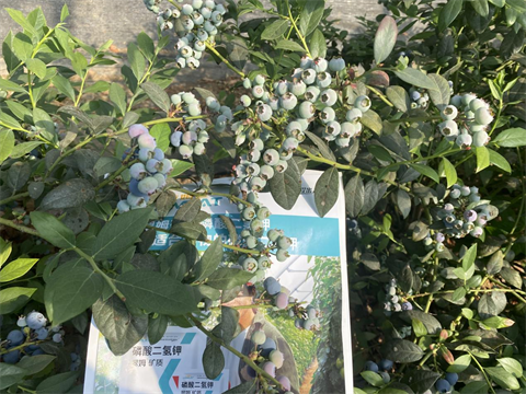 水溶肥,翠姆,蓝莓种植