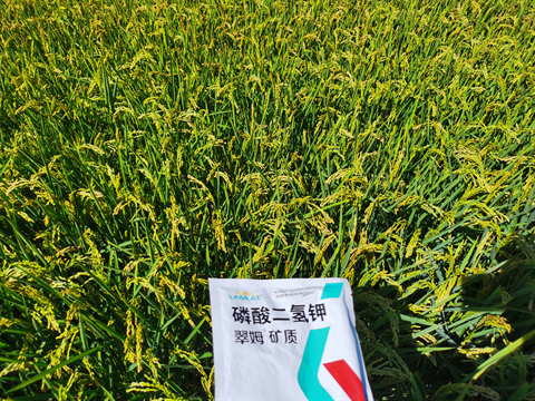 磷酸二氢钾,翠姆,水稻种植