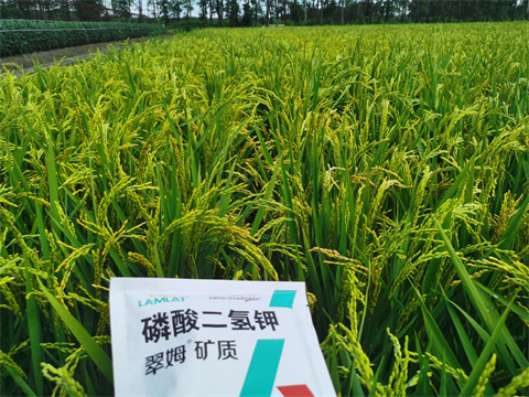 磷酸二氢钾,翠姆,水稻叶面肥