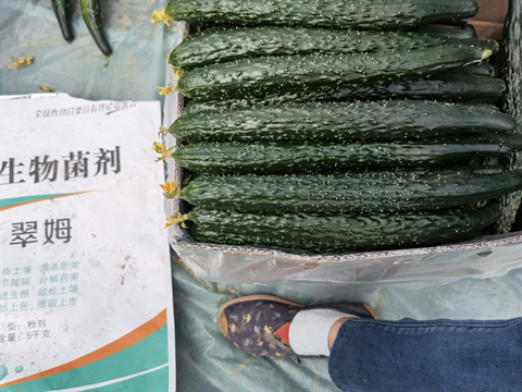 微生物菌剂,翠姆,黄瓜水溶肥