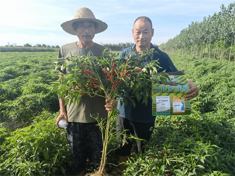 水溶肥,翠姆,辣椒种植