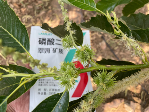 板栗落花落果,翠姆双保,磷酸二氢钾