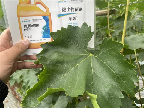 土壤板结盐渍化,微生物菌剂,翠姆