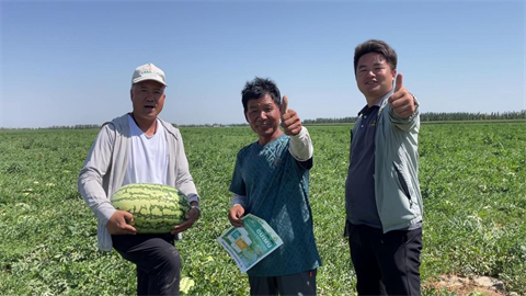 西瓜种植,水溶肥,拉姆拉