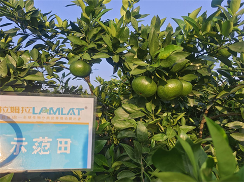 水溶肥厂家,柑橘种植,翠姆水溶肥