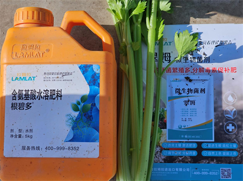 水溶肥厂家,芹菜种植,拉姆拉