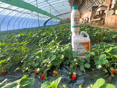 水溶肥厂家,草莓种植,翠姆水溶肥