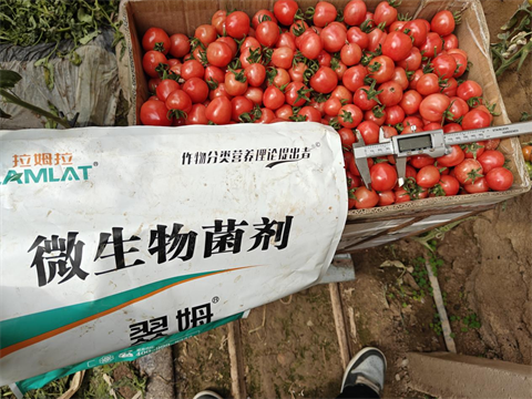 进口水溶肥,圣女果种植,翠姆微生物菌剂