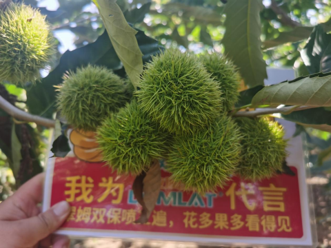 水溶肥品牌,板栗种植,拉姆拉滴灌级特种肥