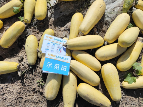 水溶肥,西葫芦种植,拉姆拉滴灌级特种肥