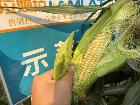 水溶肥厂家,甜脆玉米种植,拉姆拉滴灌级特种肥