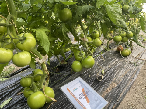 水溶肥,番茄种植,拉姆拉滴灌级特种肥