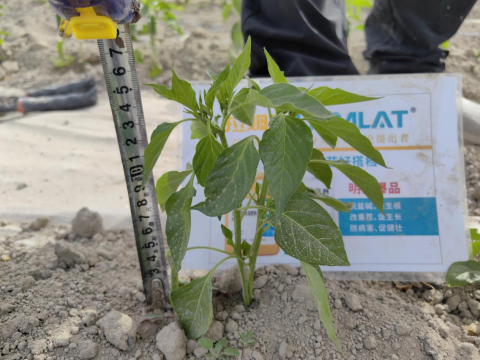 辣椒育苗,水溶肥,拉姆拉滴灌级特种肥