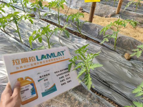 水溶肥,番茄施肥,拉姆拉滴灌级特种肥