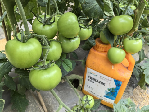 水溶肥,番茄施肥,拉姆拉滴灌级特种肥