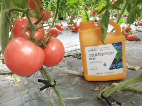 水溶肥,番茄施肥,拉姆拉滴灌级特种肥
