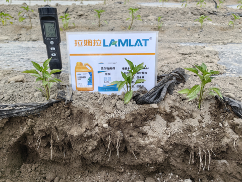 水溶肥厂家,辣椒施肥,拉姆拉滴灌级特种肥