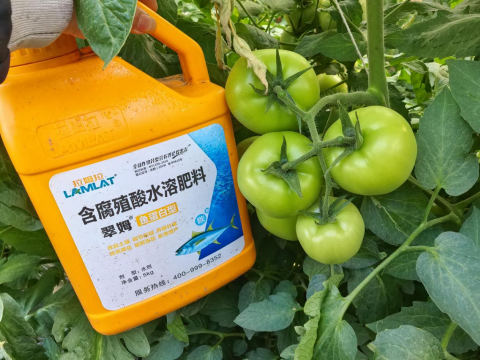 水溶肥,番茄施肥,拉姆拉滴灌级特种肥