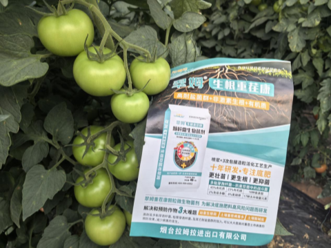 西红柿种植,水溶肥厂家,拉姆拉滴灌级特种肥