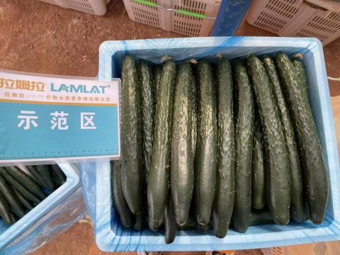 黄瓜种植,拉姆拉滴灌级特种肥,水溶肥