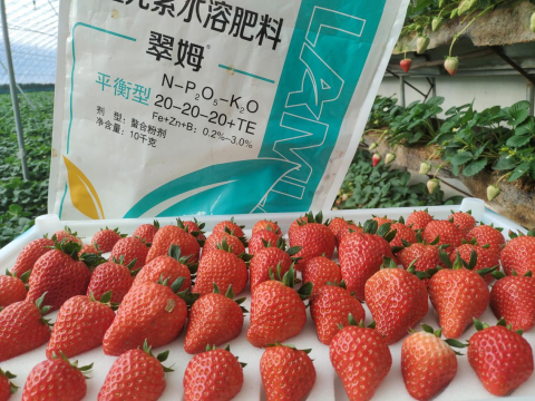草莓施肥,翠姆水溶肥,水溶肥品牌