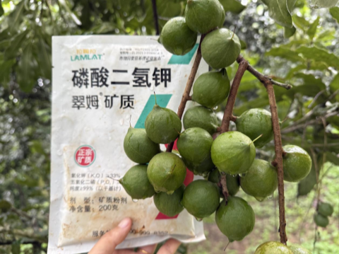 坚果种植,拉姆拉滴灌级特种肥,水溶肥