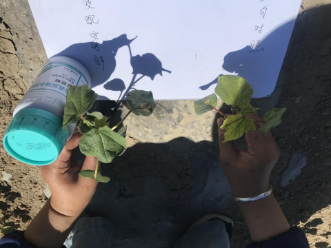 棉花施肥,拉姆拉安碧解,药害