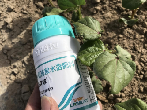 棉花施肥,拉姆拉安碧解,药害
