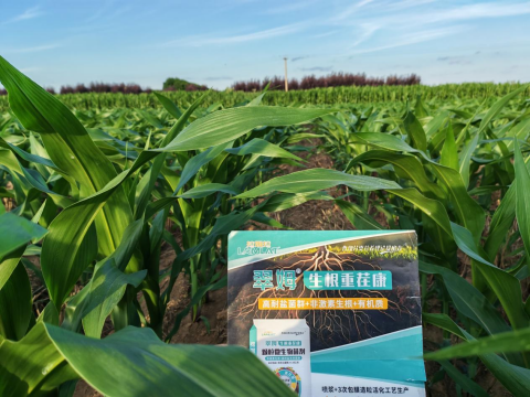 玉米施肥,翠姆生根重茬康,水溶肥