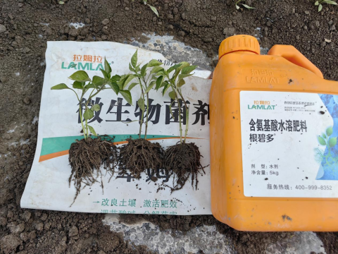 辣椒施肥,拉姆拉滴灌级特种肥,水溶肥