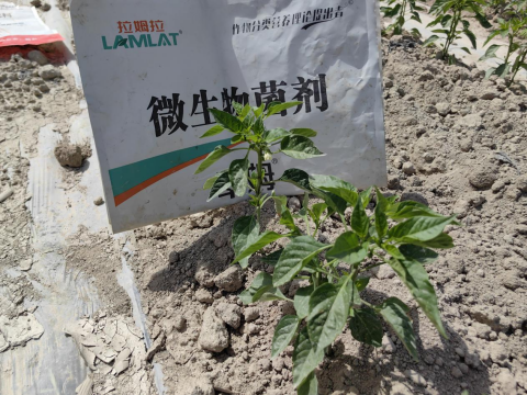辣椒施肥,拉姆拉滴灌级特种肥,水溶肥