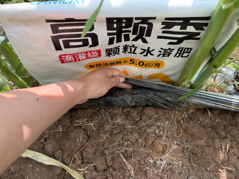 拇指玉米种植,拉姆拉高颗季,颗粒水溶肥