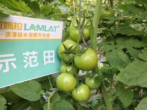 番茄种植,翠姆水溶肥,水溶肥品牌