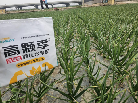大蒜施肥,拉姆拉高颗季,颗粒水溶肥