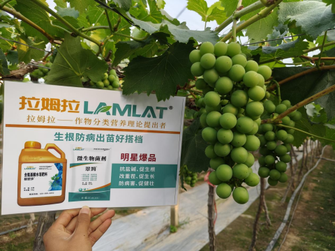 葡萄种植,拉姆拉水溶肥,水溶肥品牌