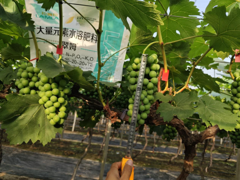 葡萄种植,拉姆拉水溶肥,水溶肥品牌