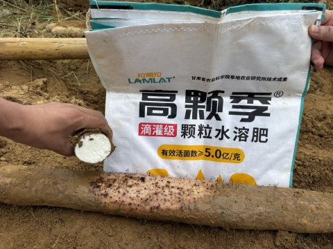 山药种植,拉姆拉滴灌级特种肥,水溶肥品牌