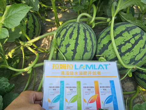 西瓜种植,翠姆水溶肥,水溶肥品牌